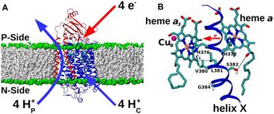 Electron Transfer Coupled to Conformational Dynamics in Cell Respiration